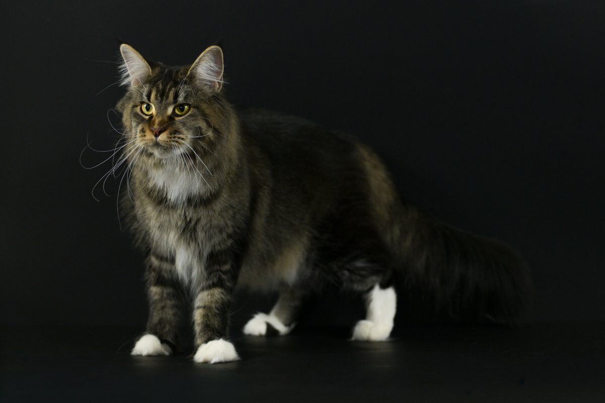 Maine Coon de l'&eacute;levage Maillard'Coon