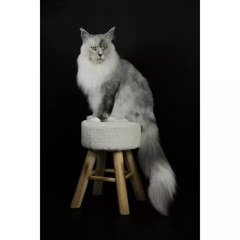 LarkiStaff Kurazh