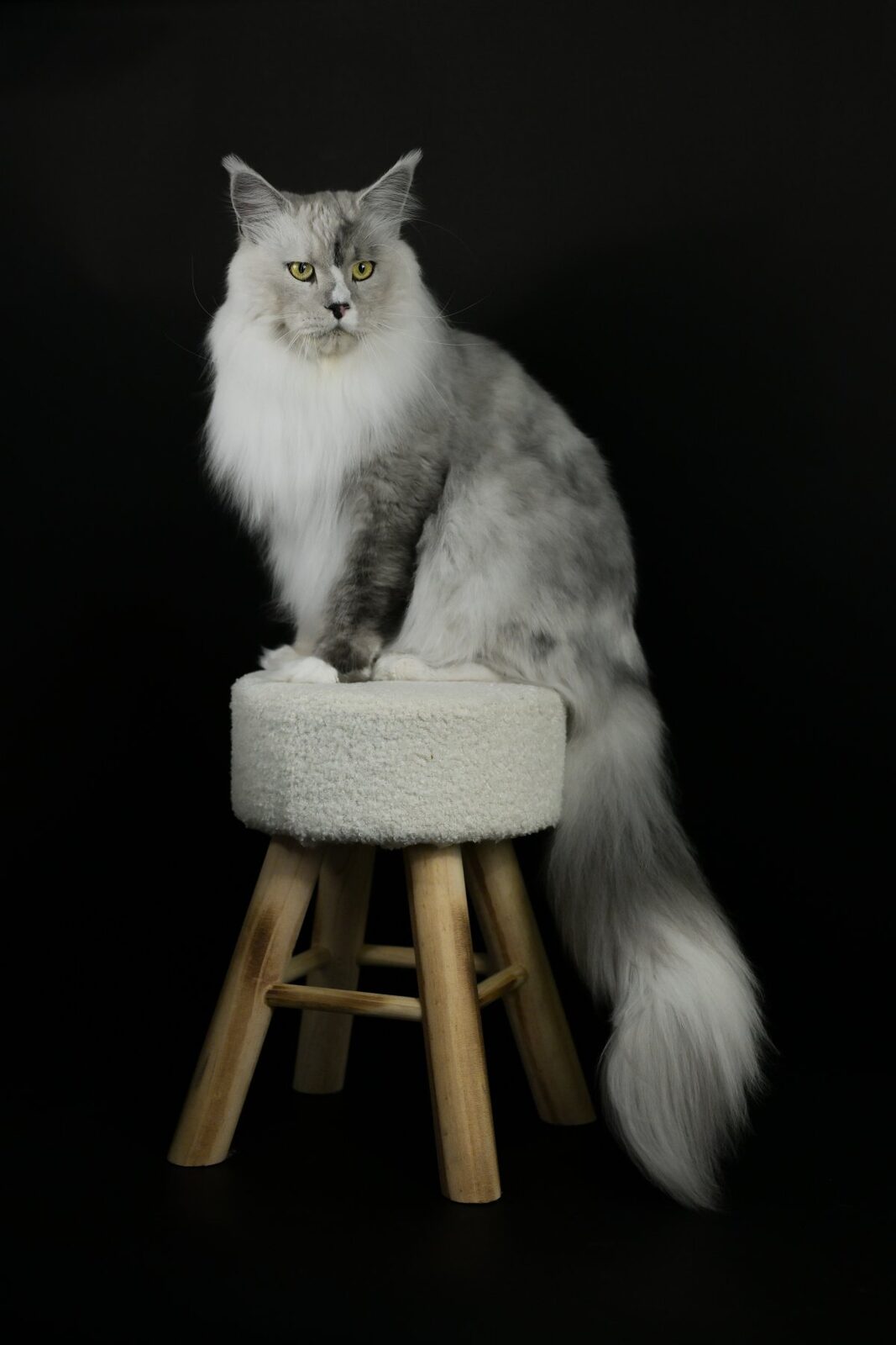 LarkiStaff Kurazh, Maine Coon noir smoke bicolore