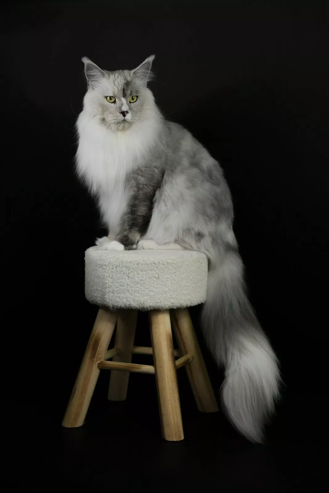 Sant&eacute; et tests g&eacute;n&eacute;tiques du Maine Coon