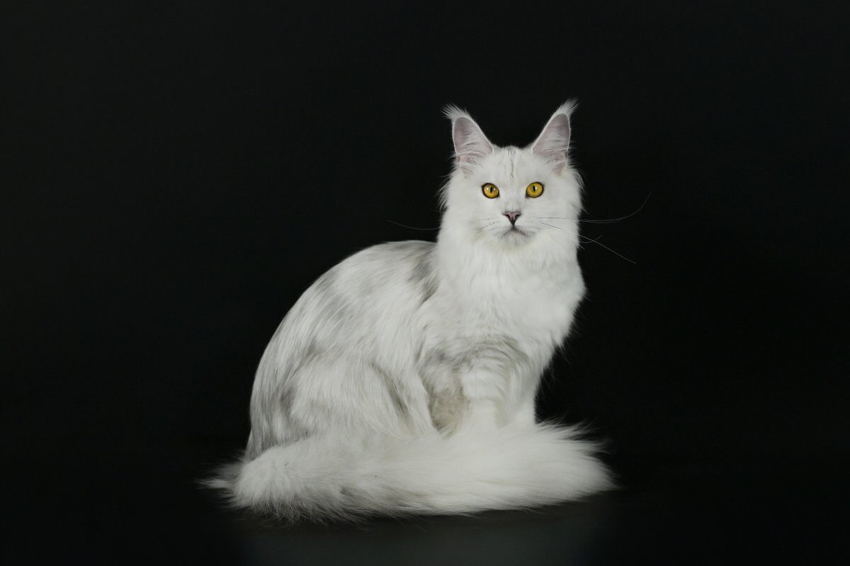 Chaton Maine Coon en Suisse romande | Jura
