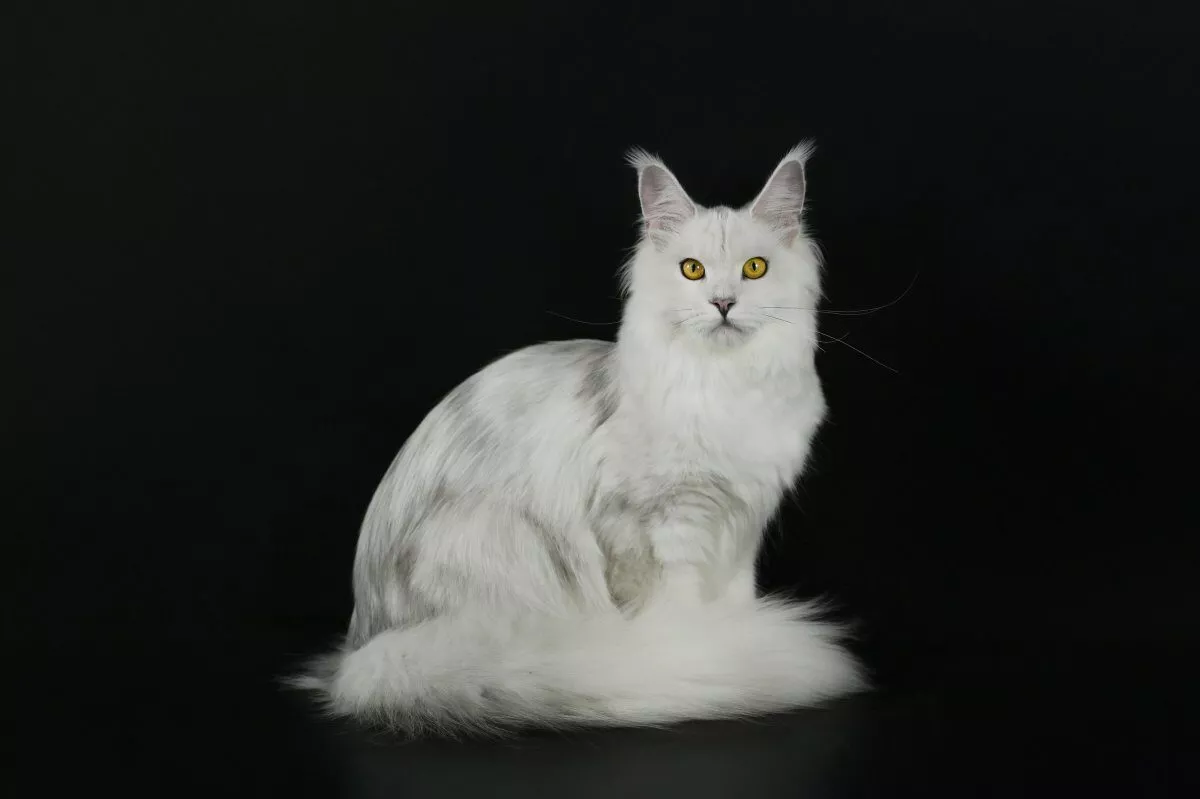 Chaton Maine Coon en Suisse romande | Jura