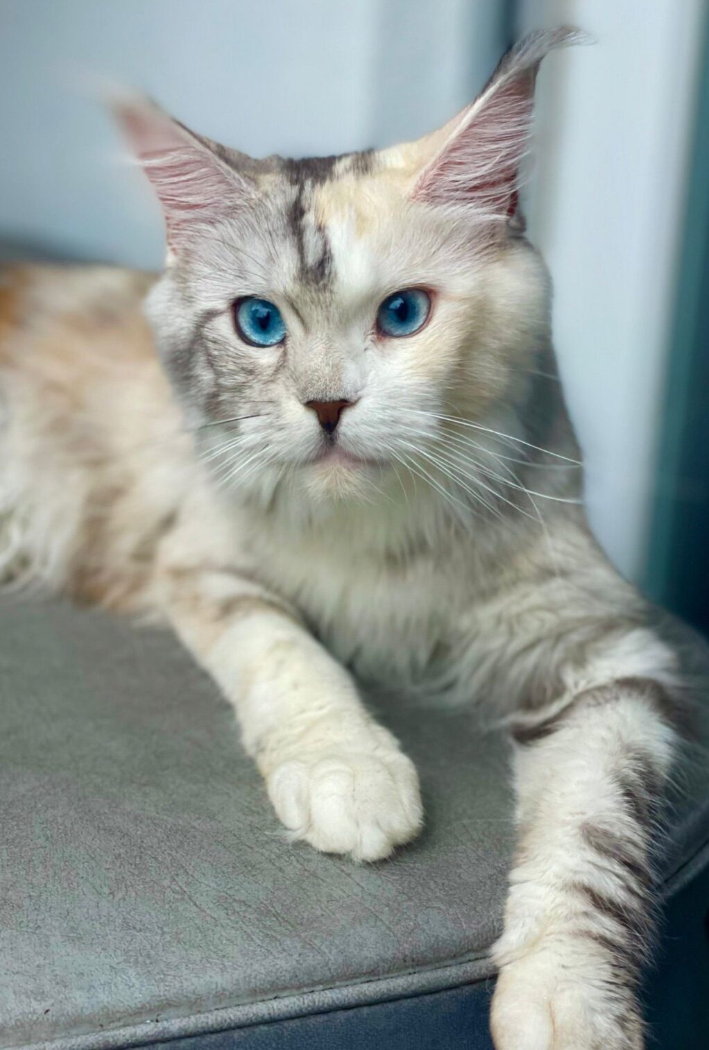 Tiffany Kun Daling, Maine Coon black tortie smoke avec taches blanches &middot; yeux bleus