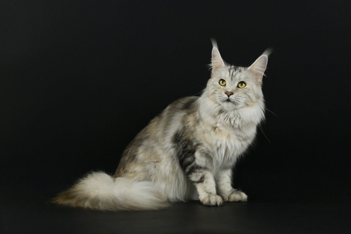 Unicum Ovation, Maine Coon &eacute;caille noir silver blotched