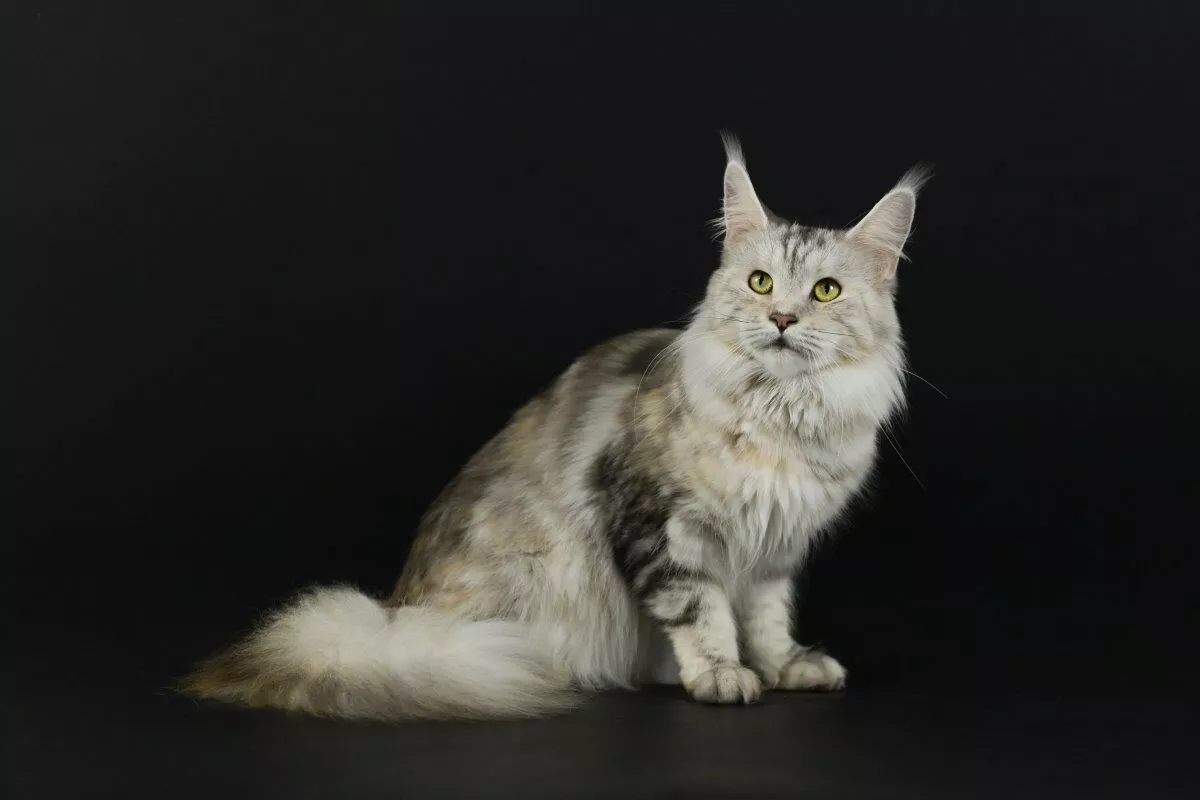 Caract&egrave;re et entretien du Maine Coon