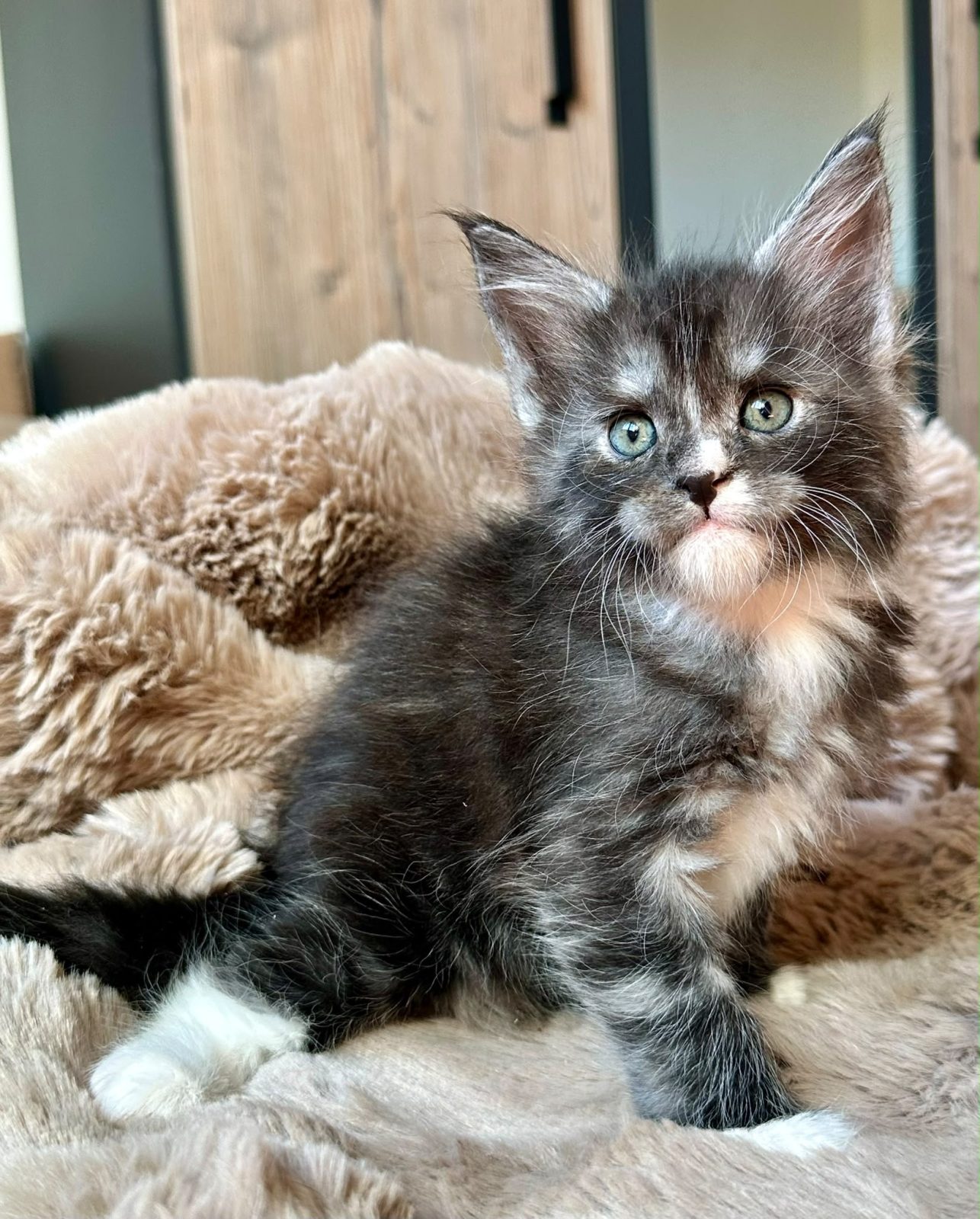 Backberry, Maine Coon kitten
