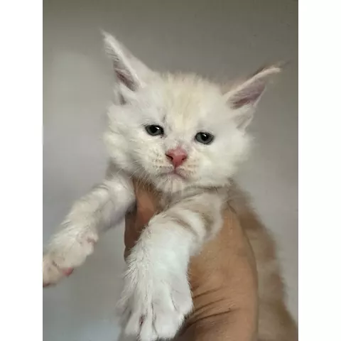 Bingo, gattino Maine Coon