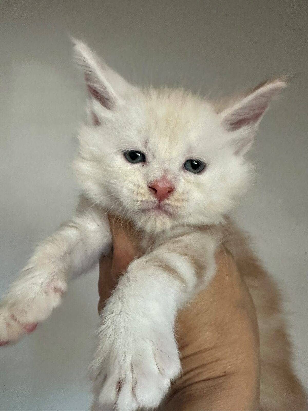 Bingo, chaton Maine Coon