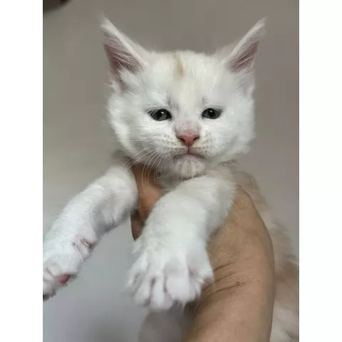 Bitcoin, gattino Maine Coon