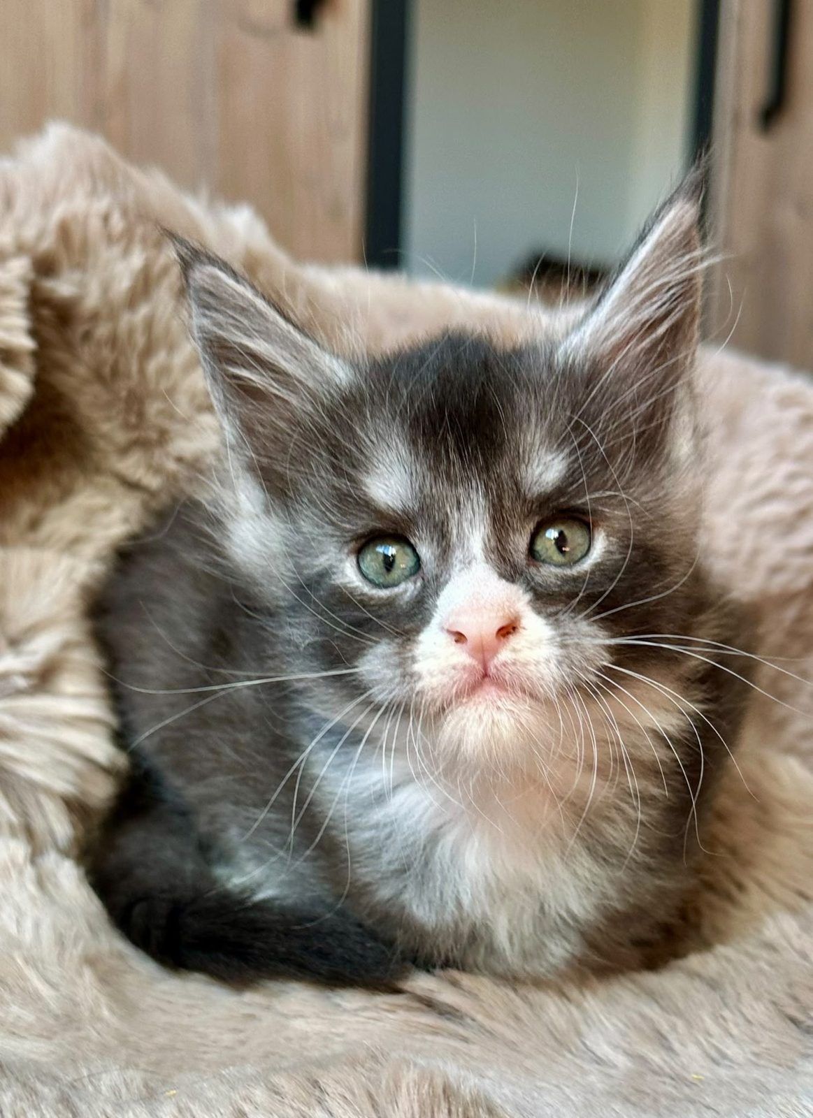 Blackstar, Maine Coon kitten