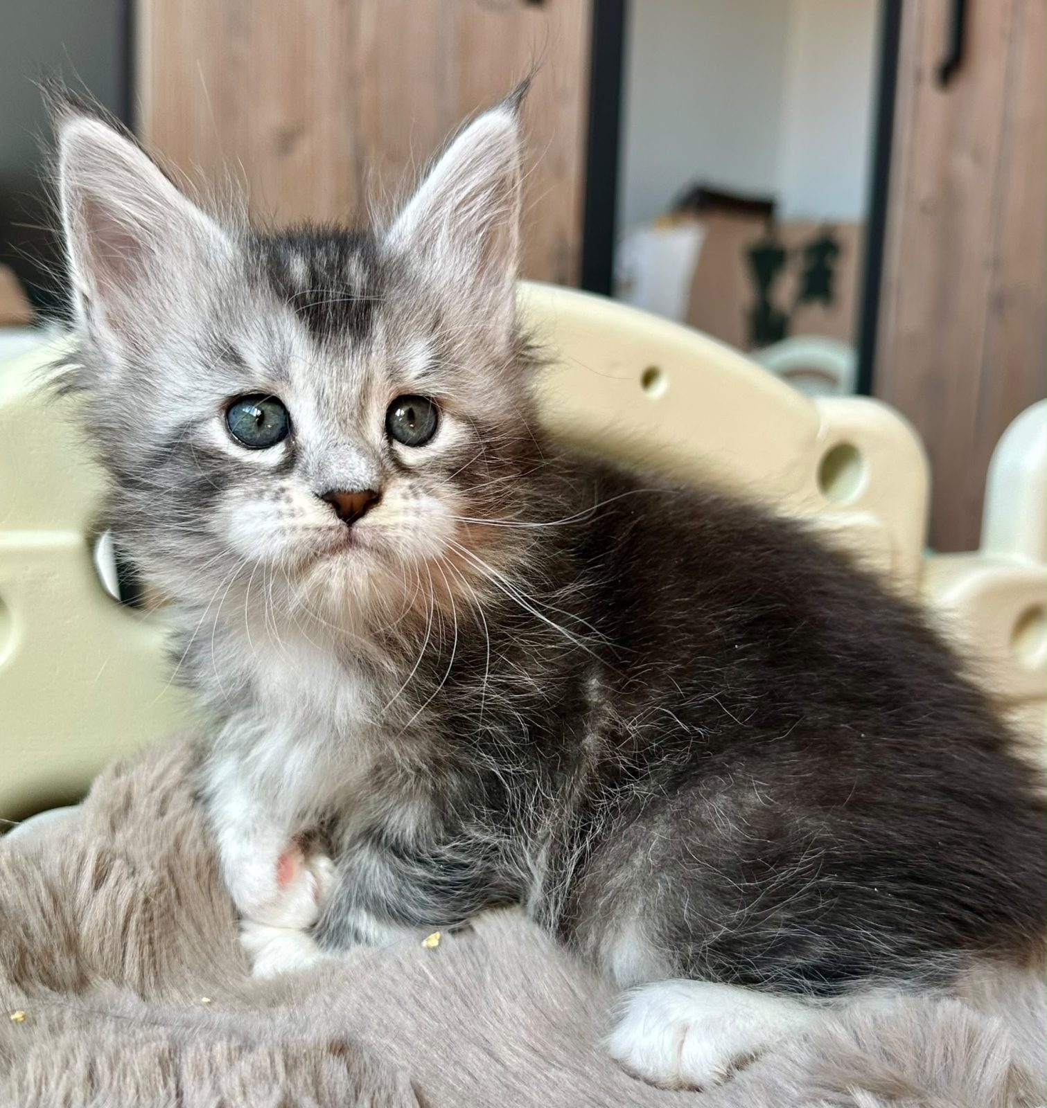 Bluebelle, Maine Coon kitten
