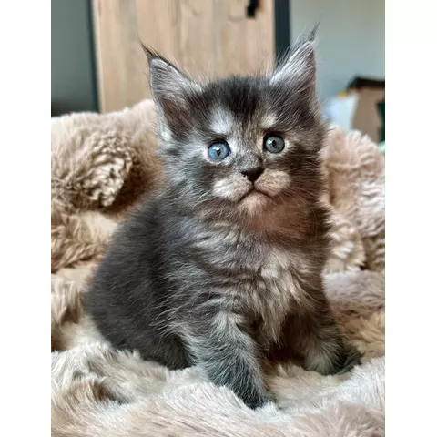 Blueberry