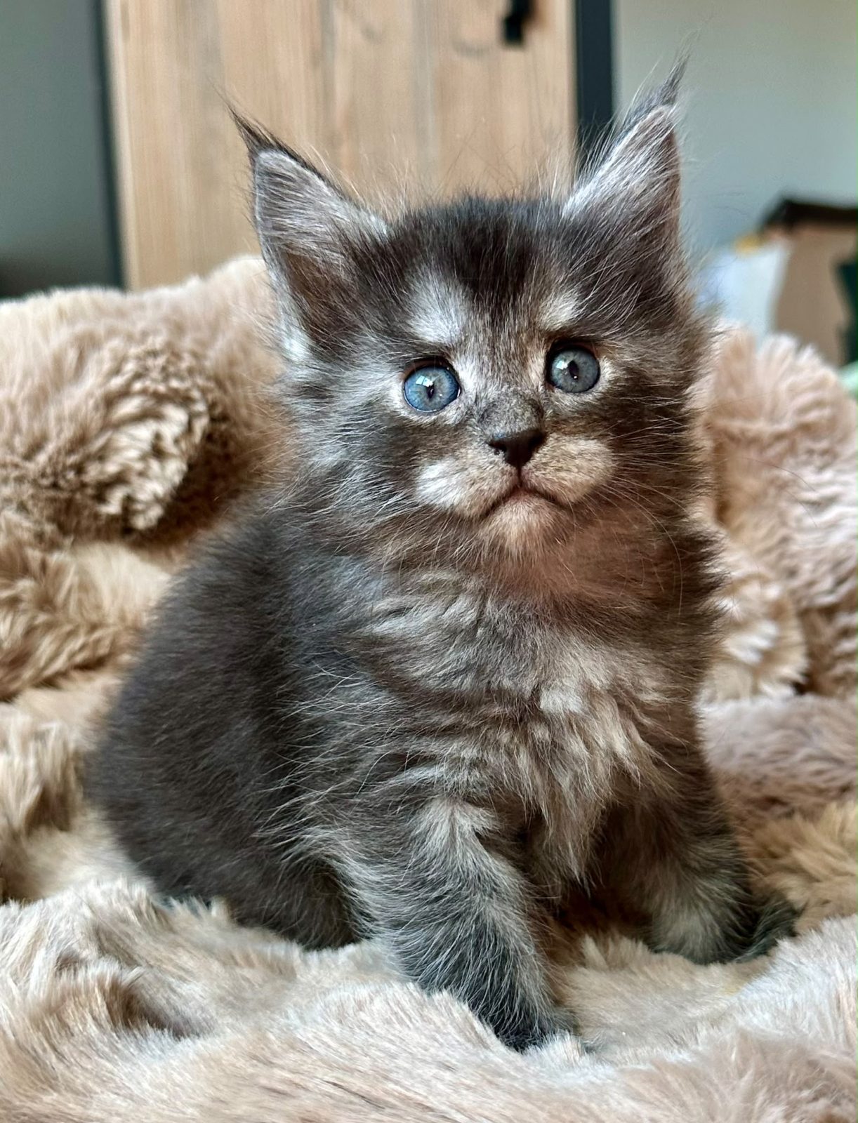 Blueberry, Maine Coon kitten