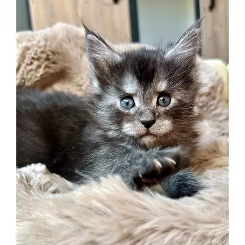 Blueberry, photo 2