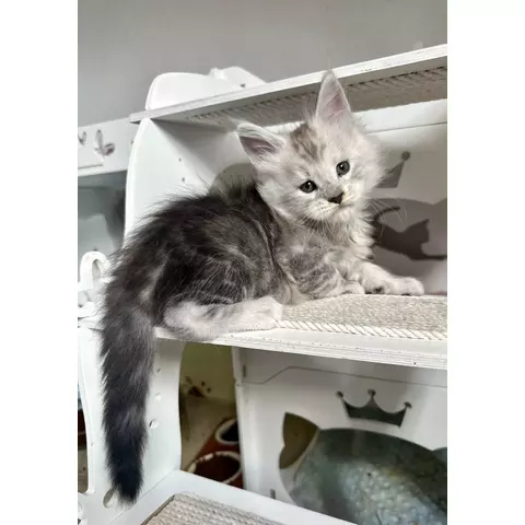 Bluey, photo 4