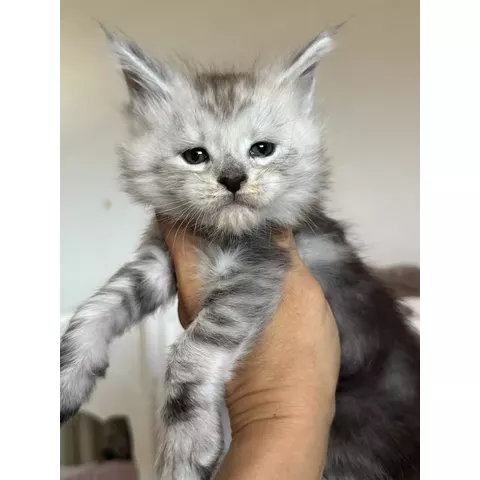 Bluey, gattino Maine Coon