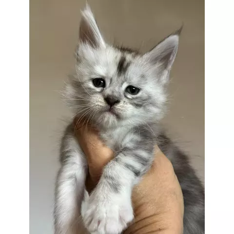 Bristol, gattino Maine Coon