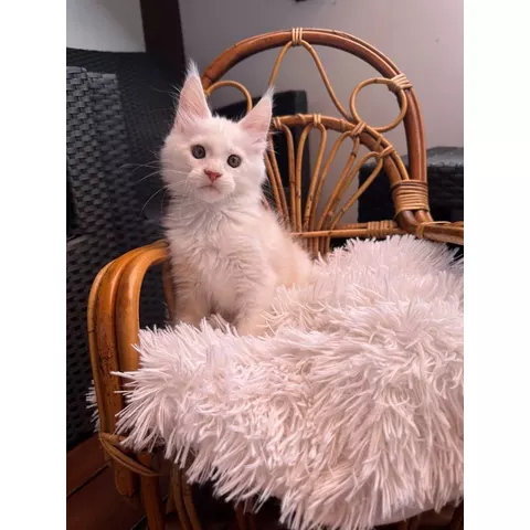 Bubble Gum, gattino Maine Coon