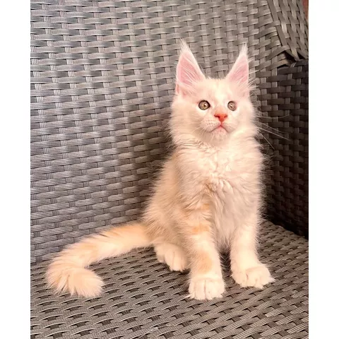 Bubble Gum, gattino Maine Coon