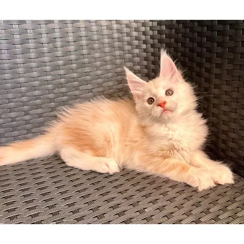 Bubble Gum, gattino Maine Coon