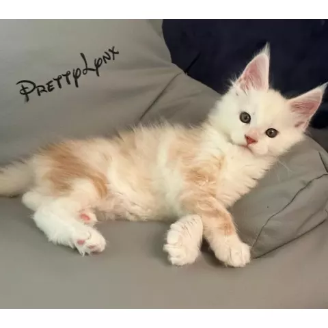 Bubble Gum, gattino Maine Coon