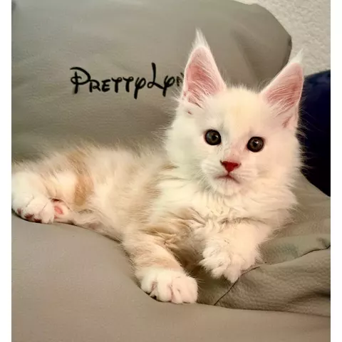 Bubble Gum, gattino Maine Coon