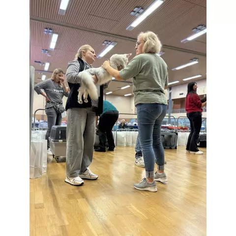 Esposizione felina internazionale di Aesch