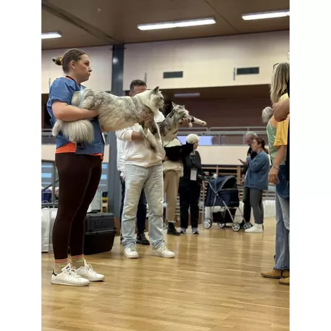 Esposizione felina internazionale di Aesch