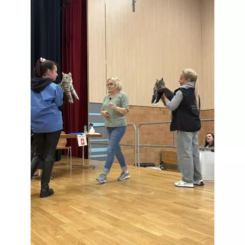 Esposizione felina internazionale di Aesch