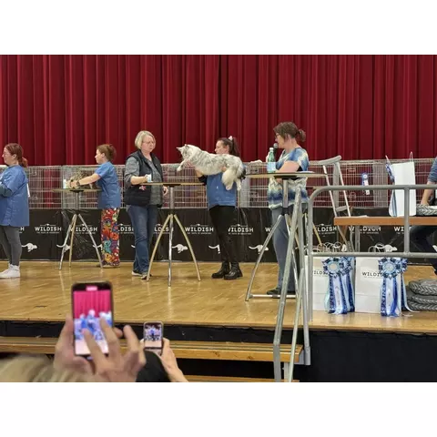Esposizione felina internazionale di Aesch