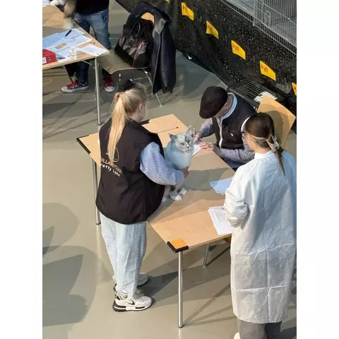 Esposizione felina internazionale di Burgdorf