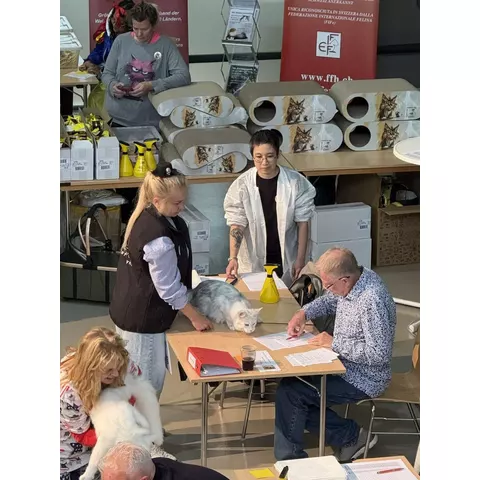 Esposizione felina internazionale di Burgdorf