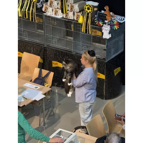Esposizione felina internazionale di Burgdorf