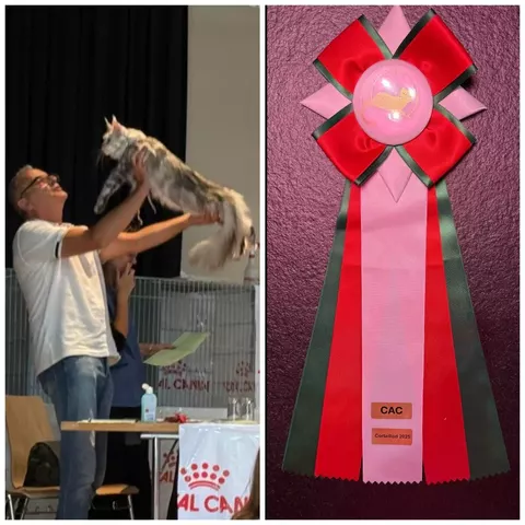 Esposizione felina internazionale di Cortaillod