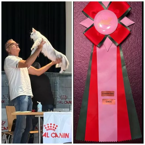 Esposizione felina internazionale di Cortaillod