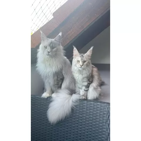 Kurazh alla mostra felina