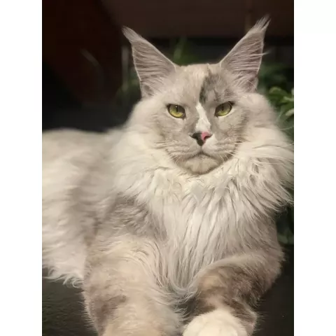 Kurazh alla mostra felina