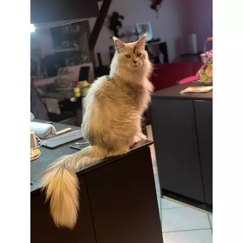 Kurazh alla mostra felina