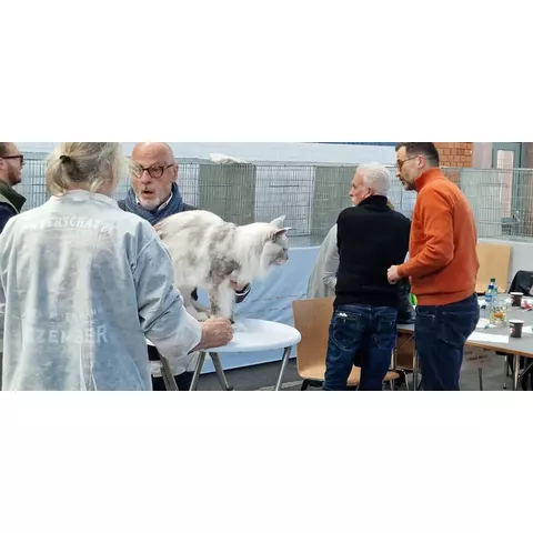 Mostra felina di La Chaux-de-Fonds, 2024