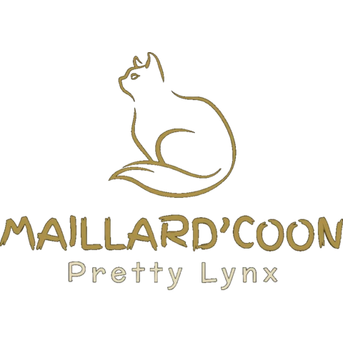 Maillard'Coon / Pretty Lynx