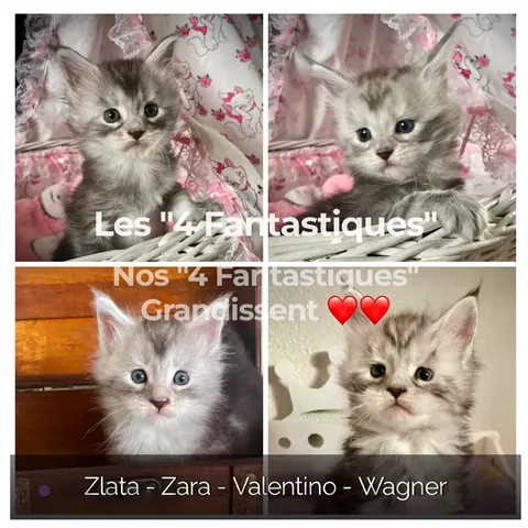 Les 4 Fantastiques