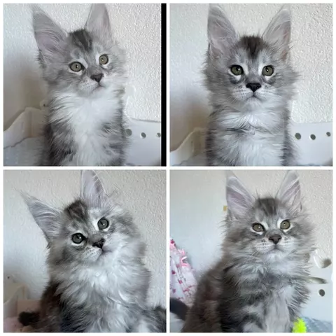 Chat Wars : L'Empire des Ronrons