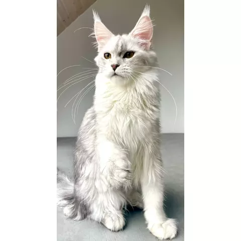 Uno dei nostri Maine Coon a casa