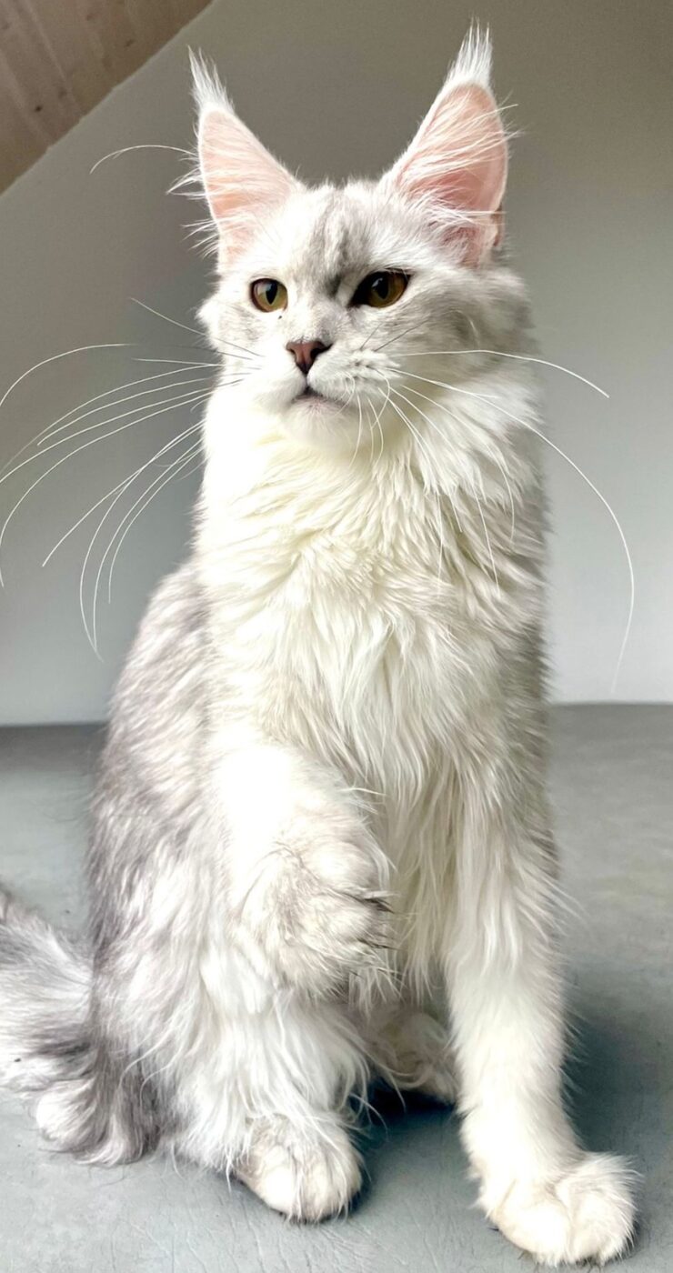 Un de nos Maine Coon &agrave; la maison